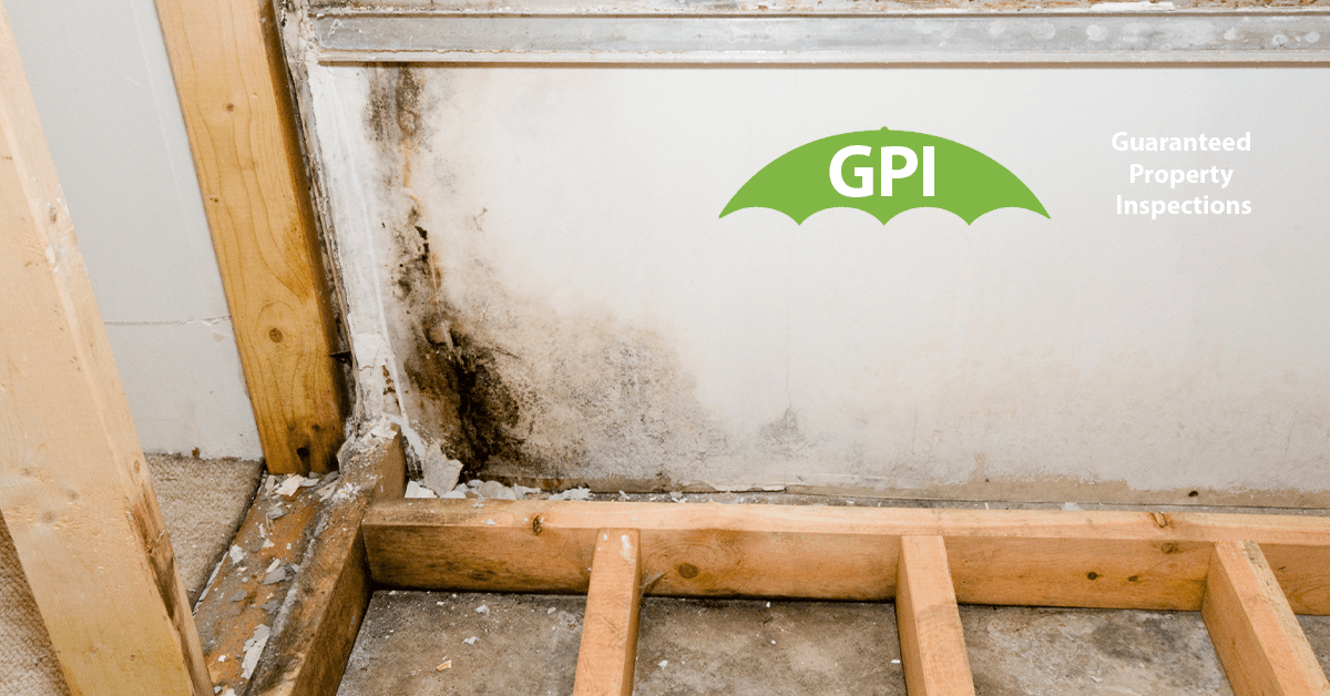   Mold Testing in Newport Beach, CA