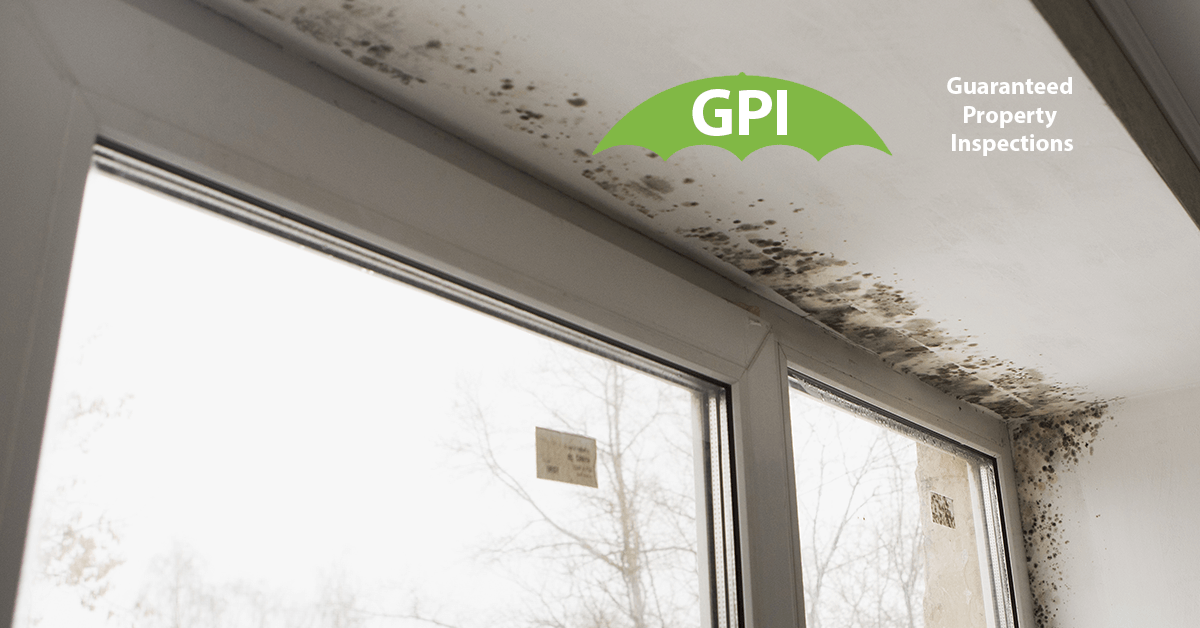   Mold Testing in Laguna Beach, CA
