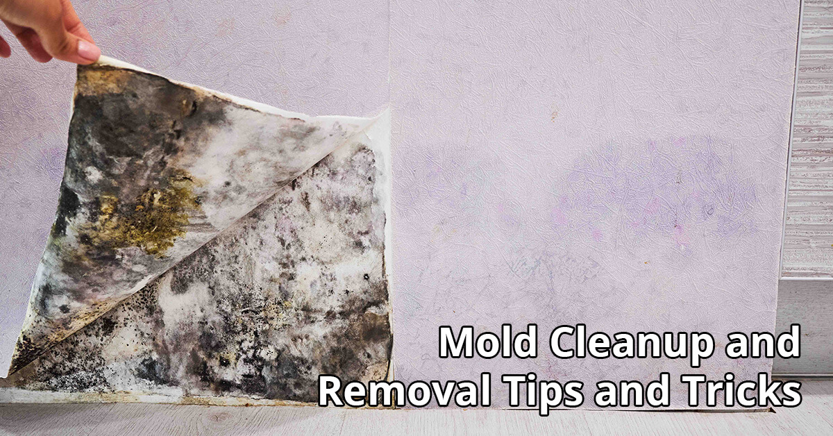   Mold Remediation Tips in Little Rock, AR