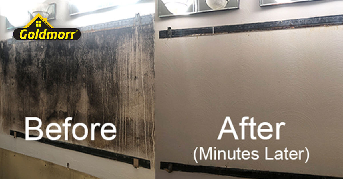  IICRC Certified Mold Removal System in Los Angeles, CA