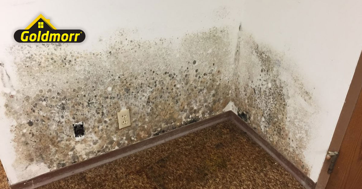  IICRC Certified Mold Removal System in Jackson, MS