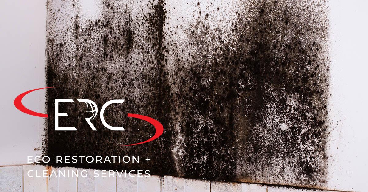 Top Rated Full-Service Mold Remediation in Denver, CO
