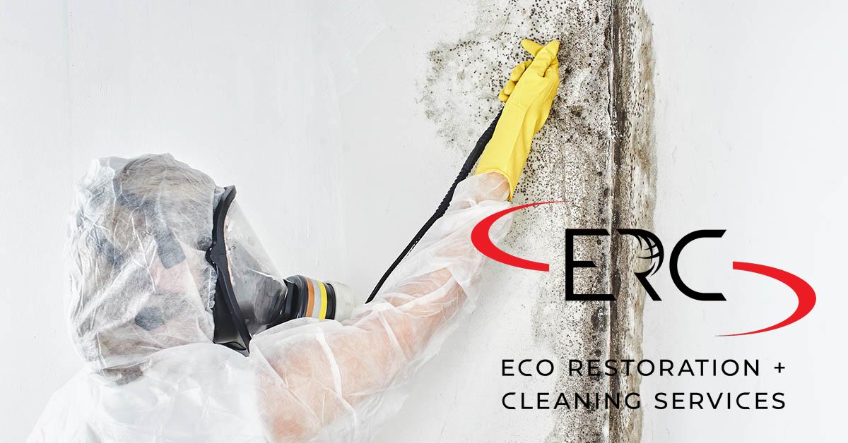 Top Rated Full-Service Mold Remediation in Denver, CO