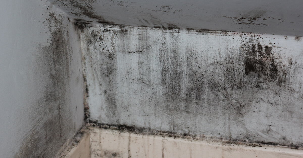  Certified Mold Removal in Aurora, CO