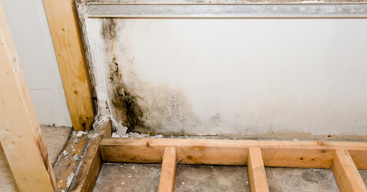  Certified Mold Removal in Thornton, CO