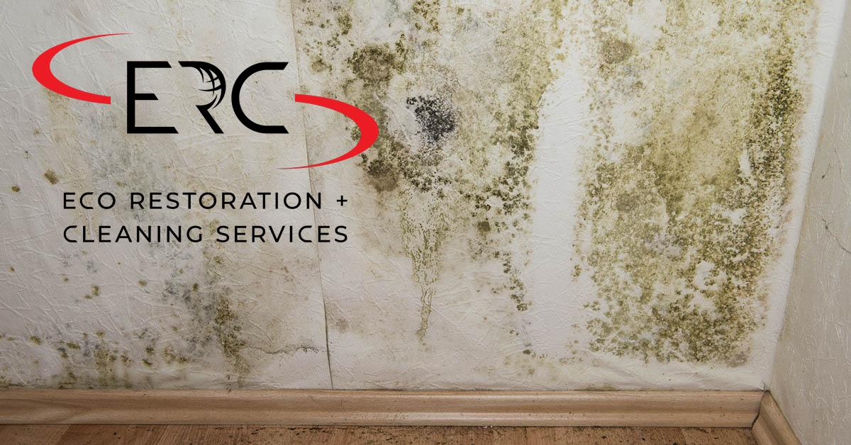 Top Rated Full-Service Mold Remediation in Northglenn, CO