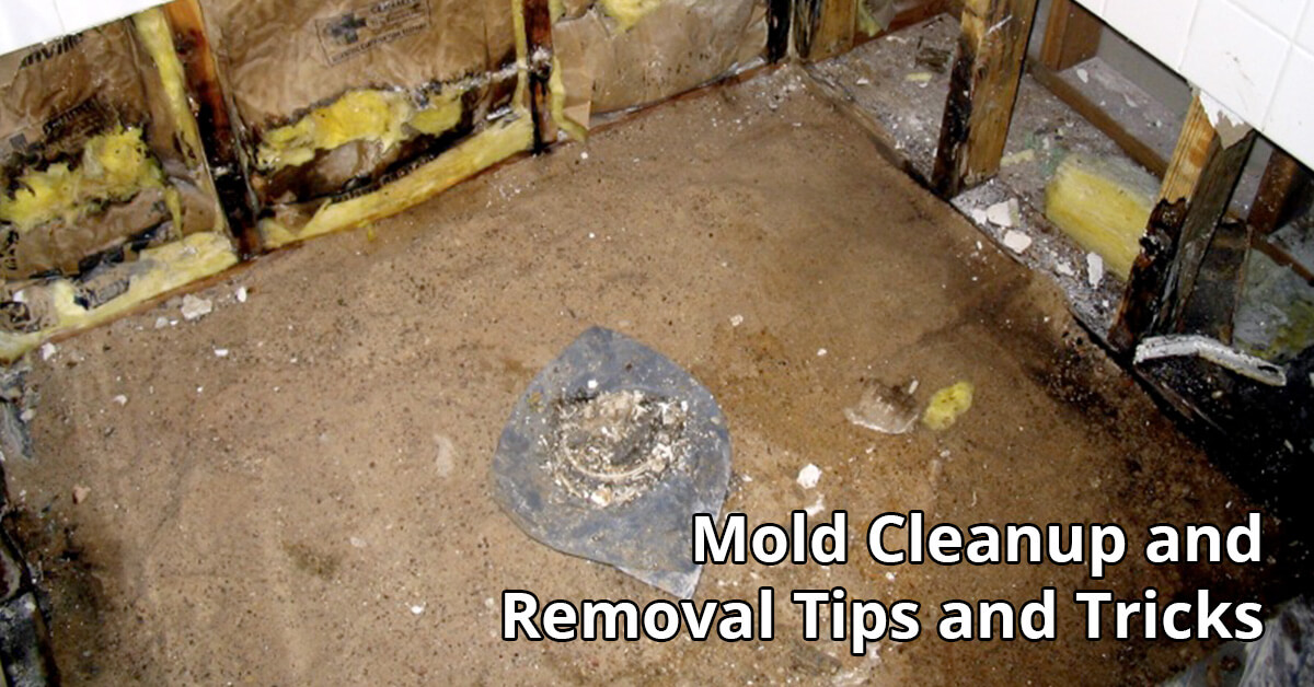  Mold Removal Tips in Westminster, CO