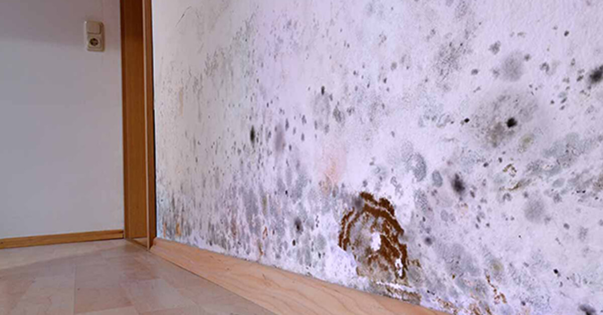  Professional Mold Remediation in Aurora, CO