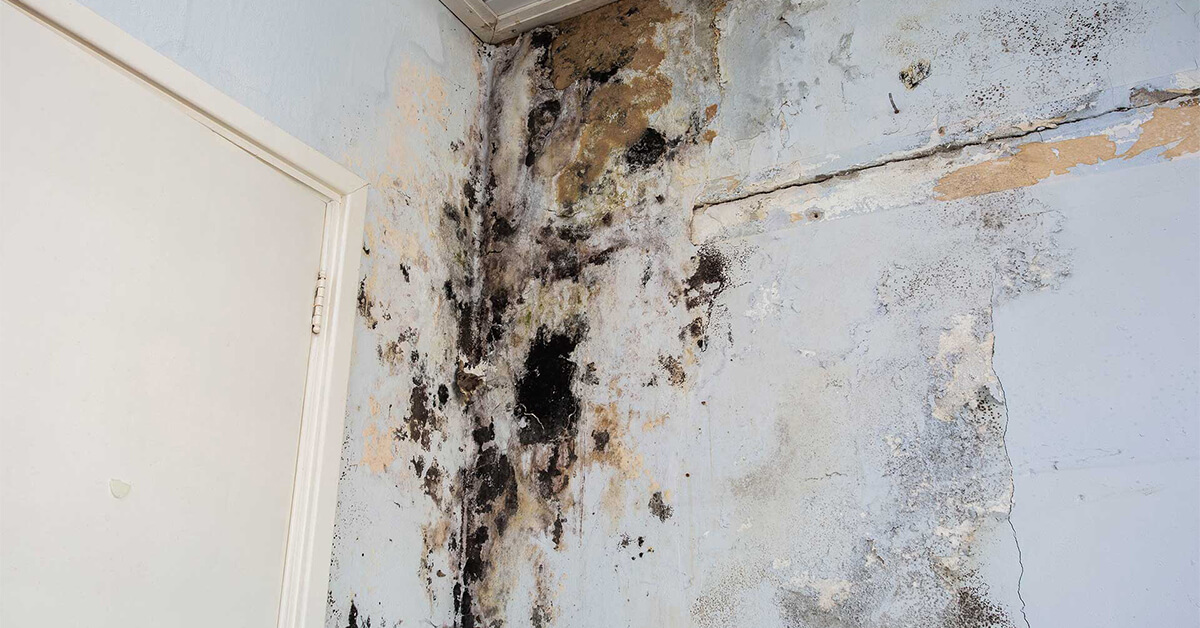  Certified Mold Remediation in Northglenn, CO