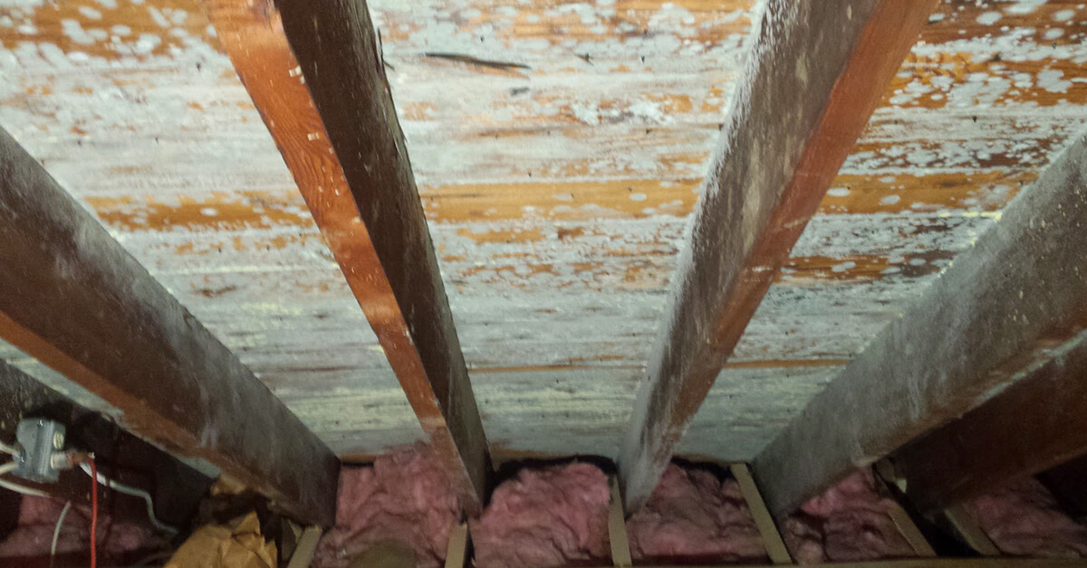  Professional Mold Damage Restoration in Aurora, CO