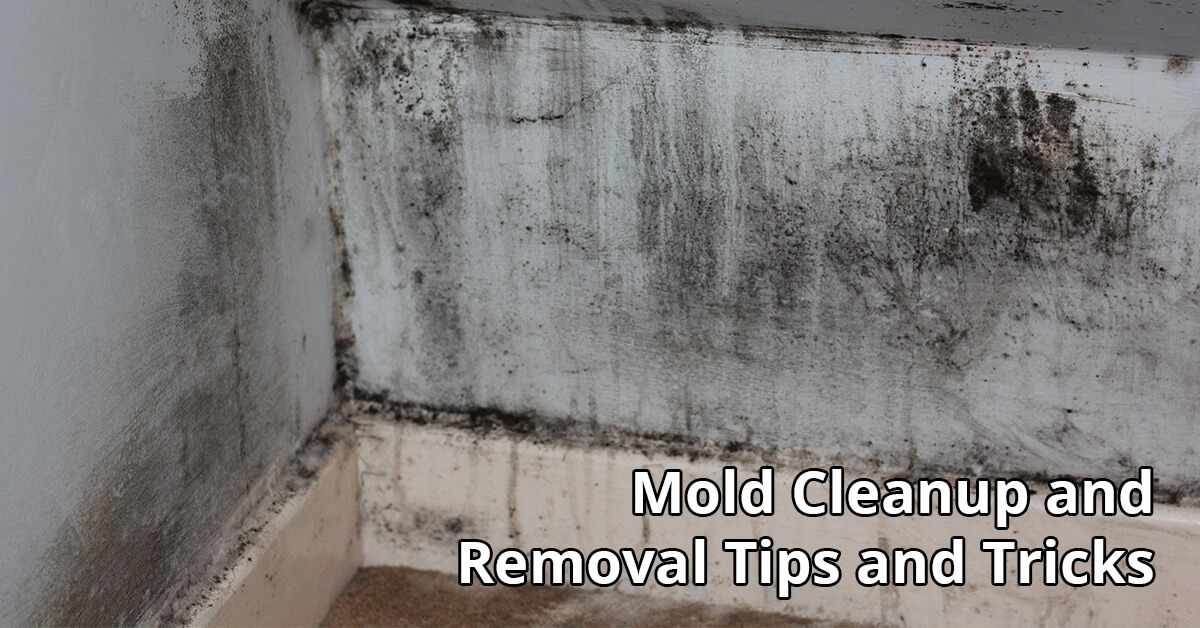  Mold Mitigation Tips in Davenport, FL