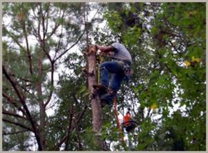 Tree Trimming and Pruning