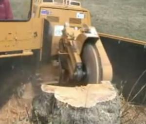 Stump Grinding and Removal