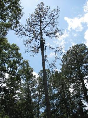 How Much Does Tree Service Cost?