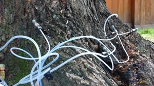 Deep Root Fertilizing