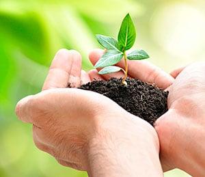 Tree Planting