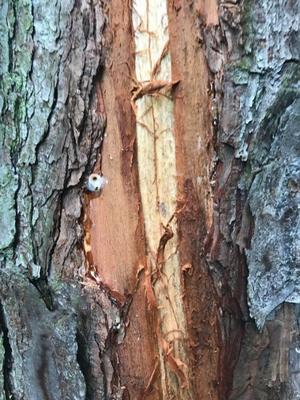 Pine Bark Beetle Treatment