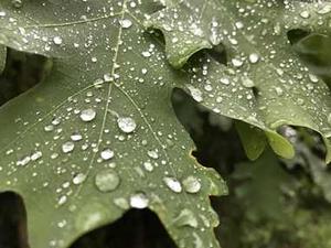 Oak Tree Health