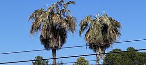 Freeze & Frost Tree Recovery